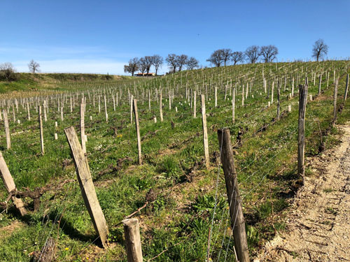 2019 Domaine de l'Aurage - Castillon